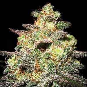 Caramella Auto by Expert Seeds – Female seeds – Suited for indoor growing – Indica – image 1 – Seed City
