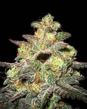 Caramella Auto