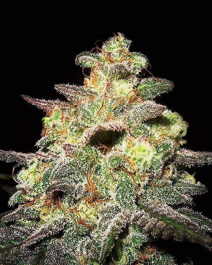 Caramella Auto by Expert Seeds – Female seeds – Suited for indoor growing – Indica – image 1 – Seed City
