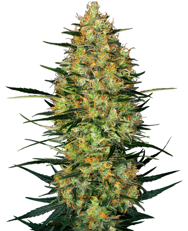 Woodsy – Relaxing – Indica Dominant – Caramellow Kush Auto strain – image 1 – from Sensi Research Seeds via Seed City