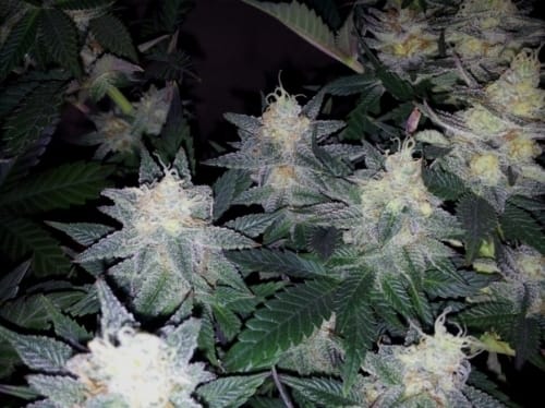 Caramelo from Delicious Seeds