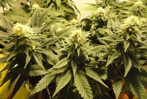 showing Sweet – 12/12 Photoperiod – Sativa Dominant – image 1 – Seed City