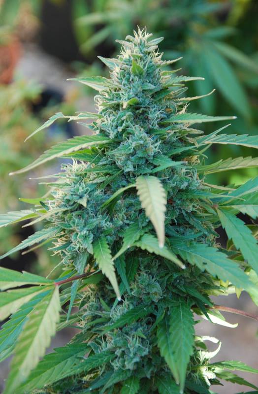Caribe by Cannabiogen Seeds – Regular – Indoor – Beginning of October – image 1 – Seed City
