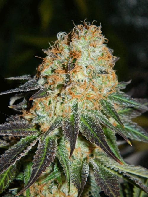 Cash Crop Auto cannabis seeds – Female seeds – Super Strength – Suited for indoor growing – image 1 from Seed City