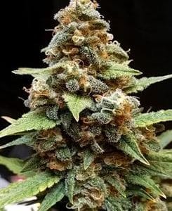 Gorilla Lemon Fire by Cream of the Crop – Cerebral – 12/12 Photoperiod – Good for outdoor grow – image 1 – Seed City