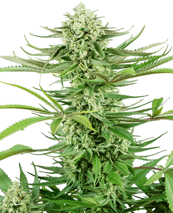 Cashew Kush cannabis seeds – Guaranteed female plants – Tall (140cm plus) – 12/12 Photoperiod – image 1 from Seed City