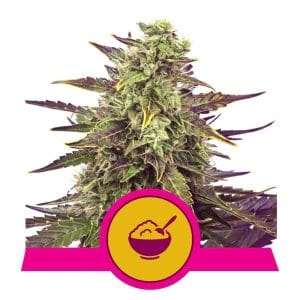 Cereal Milk cannabis seeds – Feminized – Super Strength – Sweet – image 1 from Seed City
