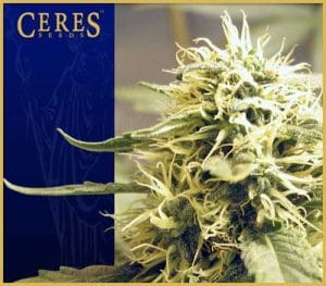 Ceres Kush