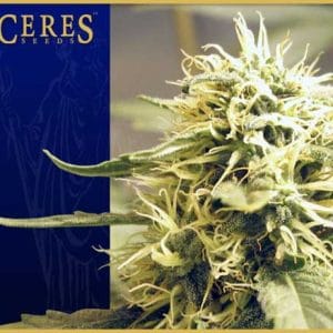 Ceres Kush by Ceres Seeds – Herbal – 12/12 Photoperiod – Outdoor cultivation – image 1 – Seed City