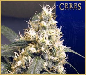 Ceres Skunk
