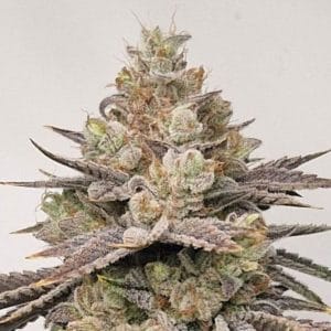 Image 1 of Chakraz cannabis by Conscious Genetics – Regular – Euphoric – Piney – Seed City