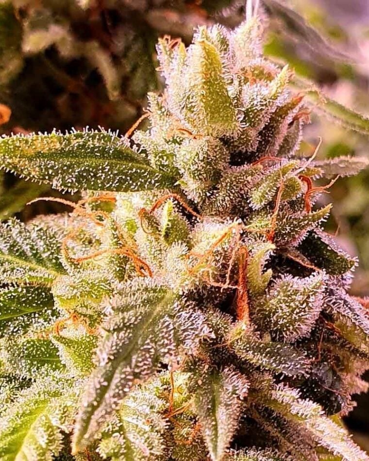 Image 1 of Cherry Dawgpound cannabis by Holy Smoke Seeds – Indoor-friendly – Body Stone – Female seeds – Seed City