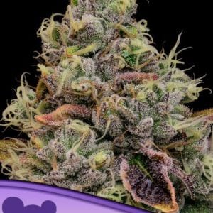 Chaos Cake cannabis seeds – Super Strength – 12/12 Photoperiod – Indica-heavy – image 1 from Seed City