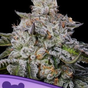 Chaos Cake Auto cannabis seeds – Resistant to Pests – Mostly Indica – Relaxing – image 1 from Seed City