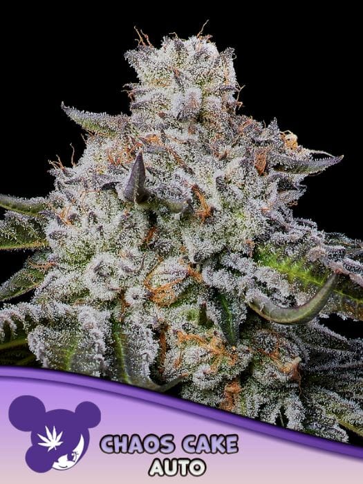 Chaos Cake Auto cannabis seeds – Resistant to Pests – Mostly Indica – Relaxing – image 1 from Seed City