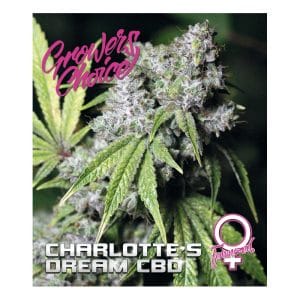 Charlotte's Dream CBD by Growers Choice – Sweet – Sativa-leaning – Low THC – image 1 – Seed City