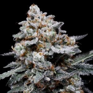CheMACal Romance Autoflowering