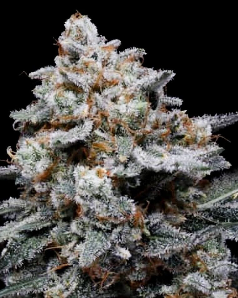 CheMACal Romance Autoflowering by DNA Genetics Seeds – Cerebral – Outdoor – Floral – image 1 – Seed City