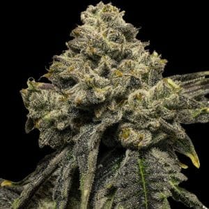 Cheddar Plum Auto