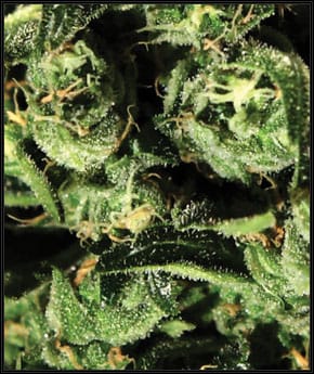 GH Cheese by Green House Seeds – Indica Dominant – Appetite Stimulant – 12/12 Photoperiod – image 2 – Seed City