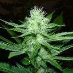 showing Dairy – Mostly Sativa – Female seeds – image 1 – Seed City