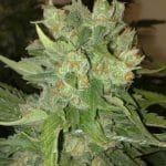 CheeseWreck from Seedism Seeds