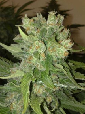 CheeseWreck