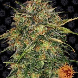 Cheese by Barneys Farm Seeds – Beginning of October – Good for outdoor grow – Female seeds – image 1 – Seed City