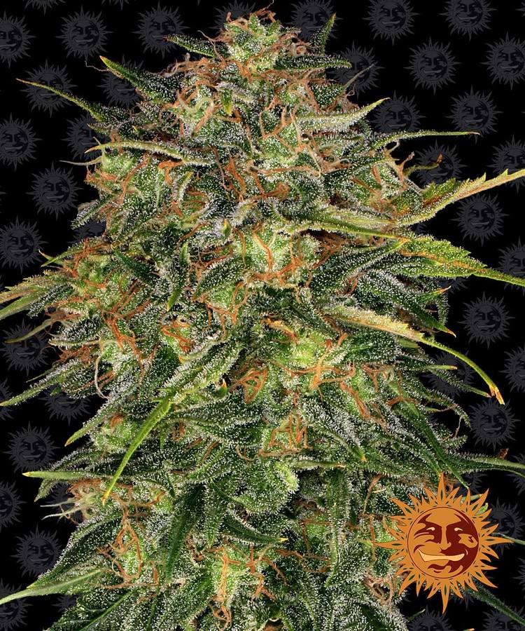 Cheese by Barneys Farm Seeds – Beginning of October – Good for outdoor grow – Female seeds – image 1 – Seed City