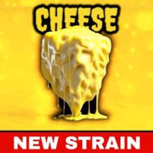 Cheese