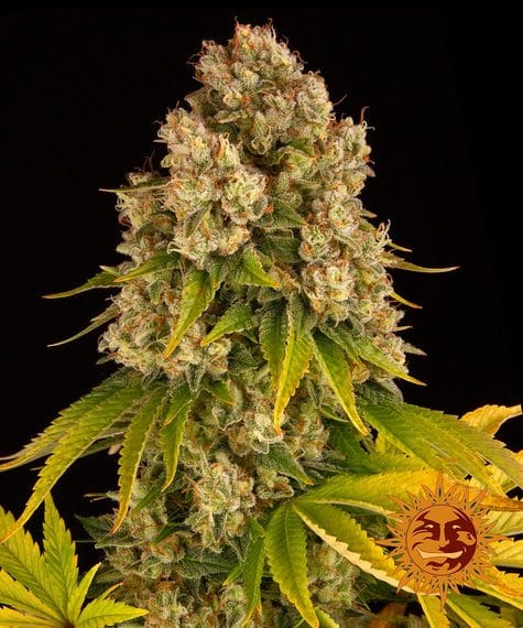 Cheese Auto cannabis seeds – Feminized – Sweet – Super Strength – image 1 from Seed City