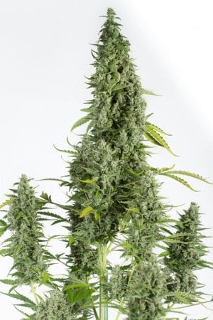 Cheese Autoflowering