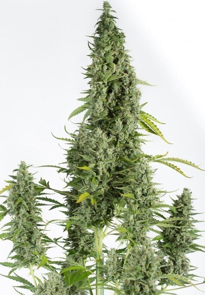 Image 1 of Cheese Autoflowering cannabis by Dinafem Seeds – Indoor – Auto-Flowering – Indica-heavy – Seed City