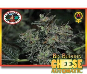 Cheese Automatic