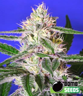 Edam Bomb cannabis seeds – Middle of October – Indica Dominant – Dairy – image 1 from Seed City