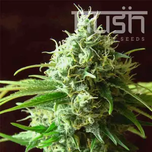 Kush Cannabis Seeds - Seed City