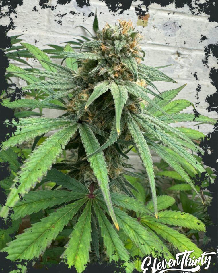 Cheese Wizard by ElevenThirty Genetics – Guaranteed female plants – 12/12 Photoperiod – Cheese – image 1 – Seed City