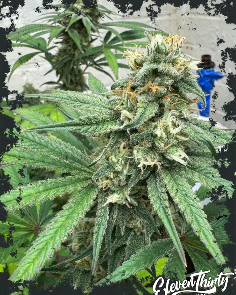 Cheese Wizard Auto from ElevenThirty Genetics