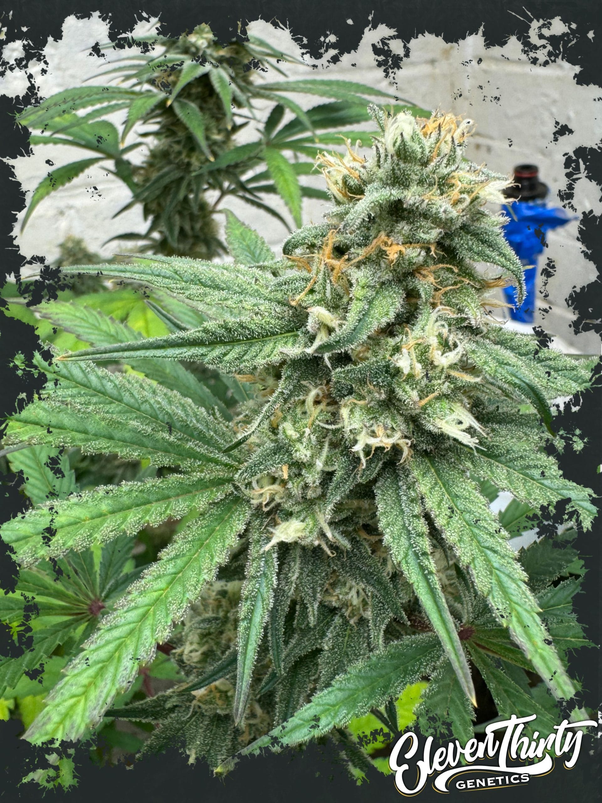 Cheese Wizard Auto from ElevenThirty Genetics