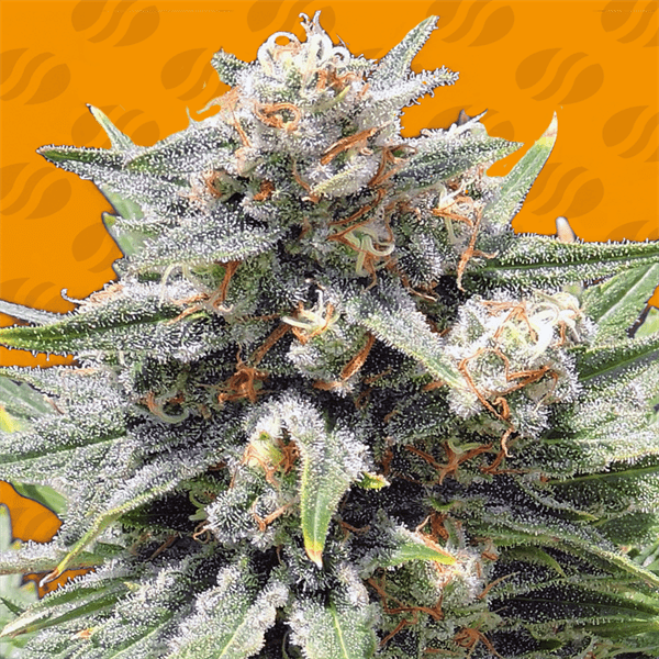 Cheese XXL by Original Sensible Seeds – Indoor-friendly – Peppery – Super Strength – image 1 – Seed City