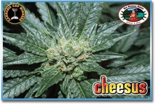 showing Female seeds – Indica-heavy – Euphoric – image 1 – Seed City
