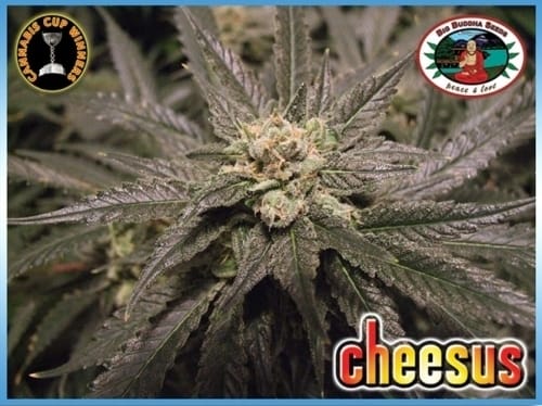 Image 2 of Cheesus cannabis by Big Buddha Seeds – Indica-heavy – Beginning of November – Euphoric – Seed City