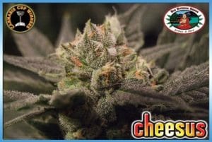 Cheesus