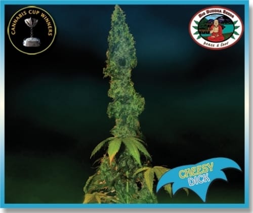 Spicy – Female seeds – Mostly Indica – Cheesy Dick strain – image 3 – from Big Buddha Seeds via Seed City