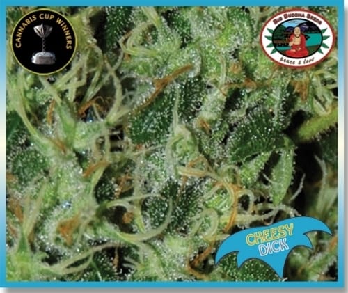Cheesy Dick from Big Buddha Seeds