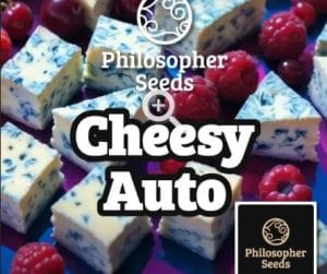 Cheesy Auto