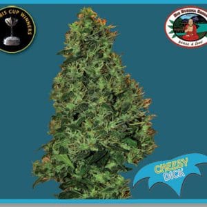 Cheesy Dick by Big Buddha Seeds – Super Strength – Mostly Indica – Spicy – image 1 – Seed City