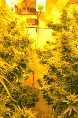 Cheesy Headband