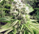 Skunk Wreck