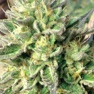 Image 1 of ChemDawg cannabis by Medicann Seeds – 12/12 Photoperiod – Indoor-friendly – Sativa-leaning – Seed City